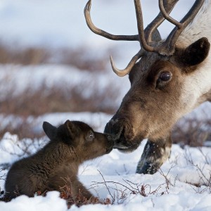Baby Woodland Caribou