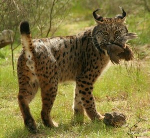 Iberian Lynx Hunting