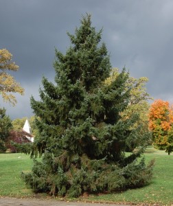 Serbian Spruce Tree