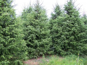 Serbian Spruce Trees