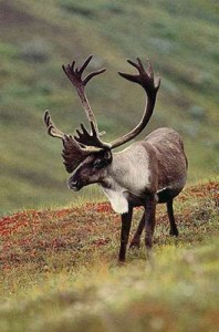 Woodland Caribou Pictures