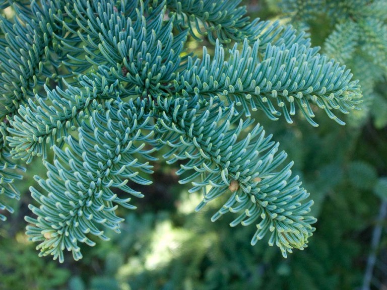 Noble Fir Coniferous Forest