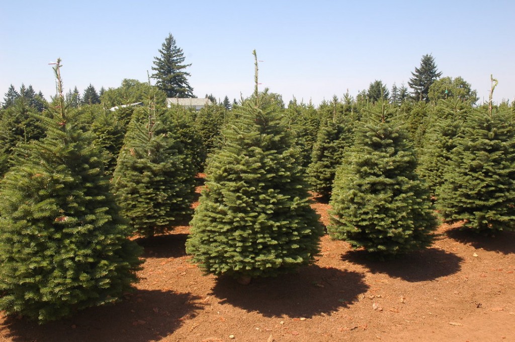Noble Fir Coniferous Forest
