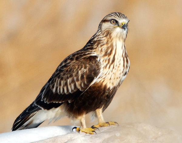 juvenile rough legged hawk