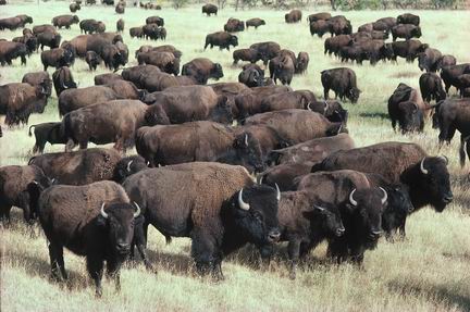 American-Bison-Herd.jpg