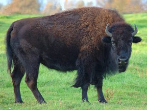 American Bison Images