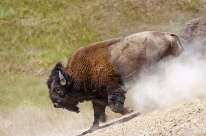 American Bison Running