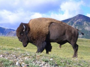 American Bison Size