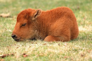 Baby American Bison