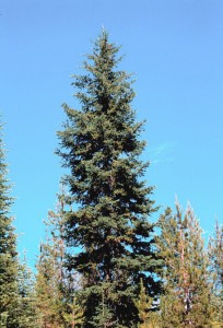 Engelmann Spruce Tree