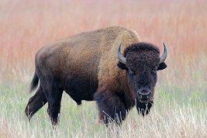 Pictures of American Bison