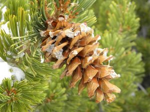 Limber Pine Cone