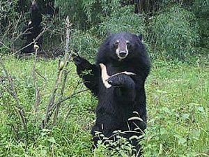 Asian Black Bear Habitat