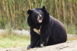 Asian Black Bear Pictures