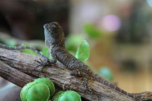 Baby Mountain Horned Dragon