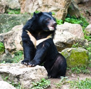 Black Asian Bear