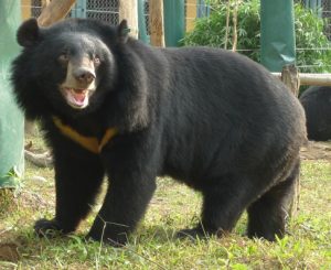 Moon Bear Pictures