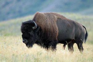 Wood Bison Pictures