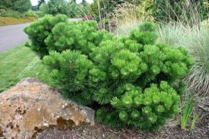 Dwarf Japanese Black Pine