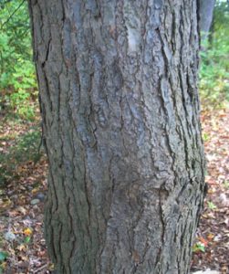 Eastern Hemlock Bark