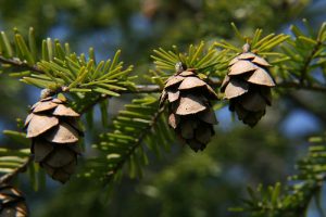 Eastern Hemlock Cones