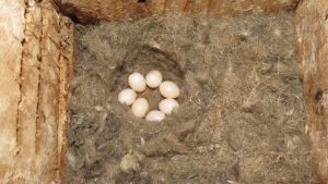Mountain Chickadee Eggs