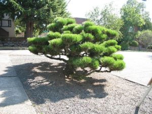 Thunderhead Japanese Black Pine