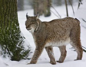 Arctic Lynx