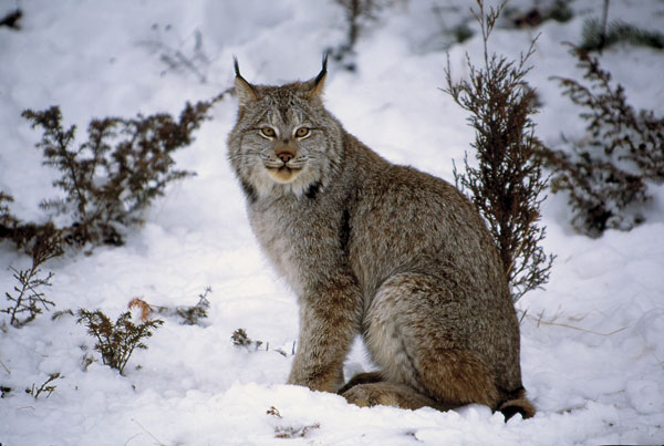 Canadian lynx: clever specialized hunters of the snowy forests