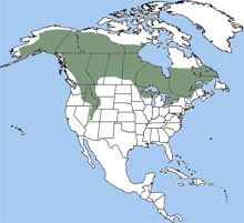 Canada Lynx Range