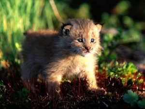 Canadian Lynx Cub