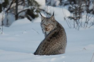 Canadian Lynx Pictures