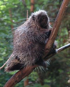 North American Porcupine Images