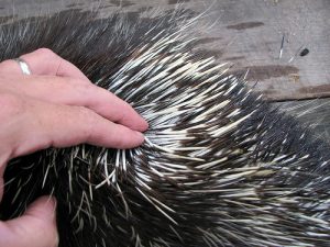 North American Porcupine Quills