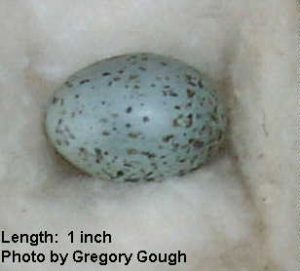 Pine Grosbeak Egg