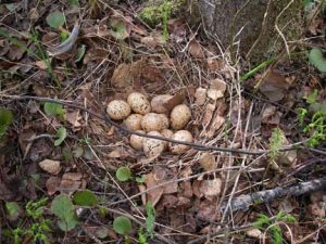 Spruce Grouse Eggs