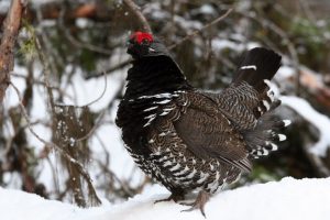 Spruce Grouse Images