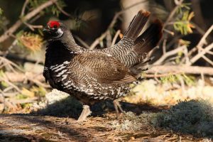 Spruce Grouse Male