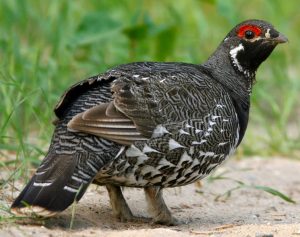 Spruce Grouse Pictures