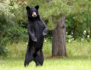 American Black Bear Standing