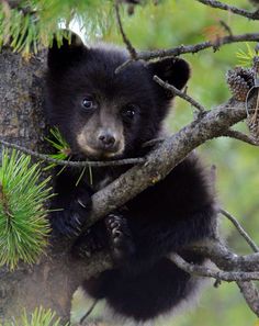 Baby American Black Bear