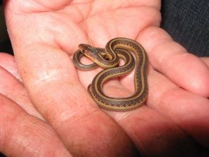 Baby Red Sided Garter Snake