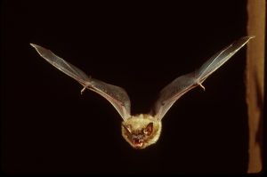 Big Brown Bat Flying