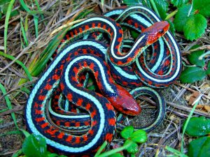 California Red Sided Garter Snake Pictures
