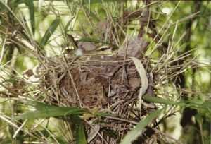 Pine Warbler Nest