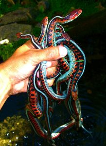 Red Sided Garden Snake
