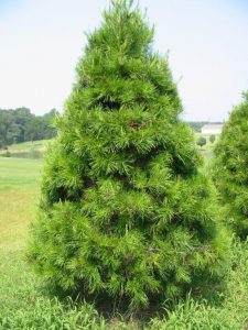Scrub Pine