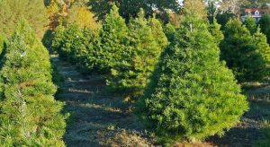 Virginia Pine Christmas Tree