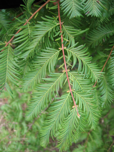 Cypress Tree Swamp Leaves