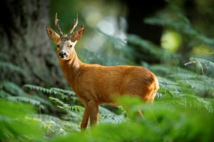 Roe Deer Male